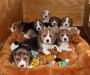 Beagle puppies males and females