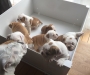 British Bulldog Puppies