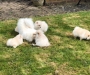 Pomeranian puppies males and females