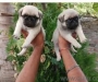 Pug puppies male and female