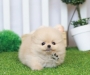 Teacup Pomeranian Puppies for Sale $700