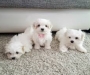 pure white Maltese puppies