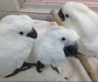 White pair of Cockatoo parrots
